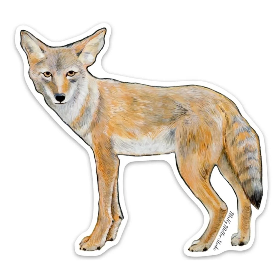 Coyote Sticker by Matty Miller